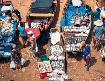 Venda de peixe em Manaus